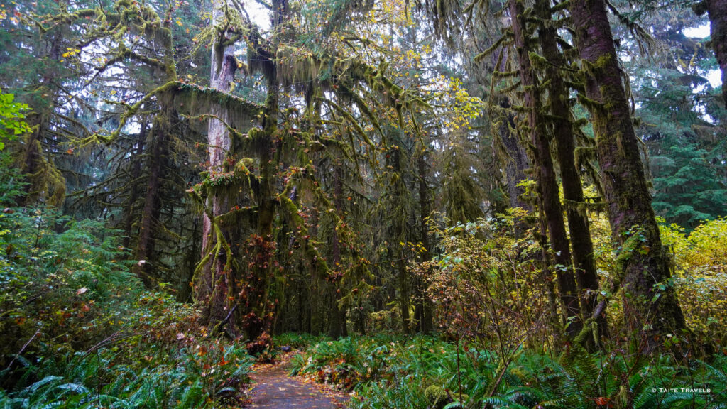 Hoh Rainforest | Washington