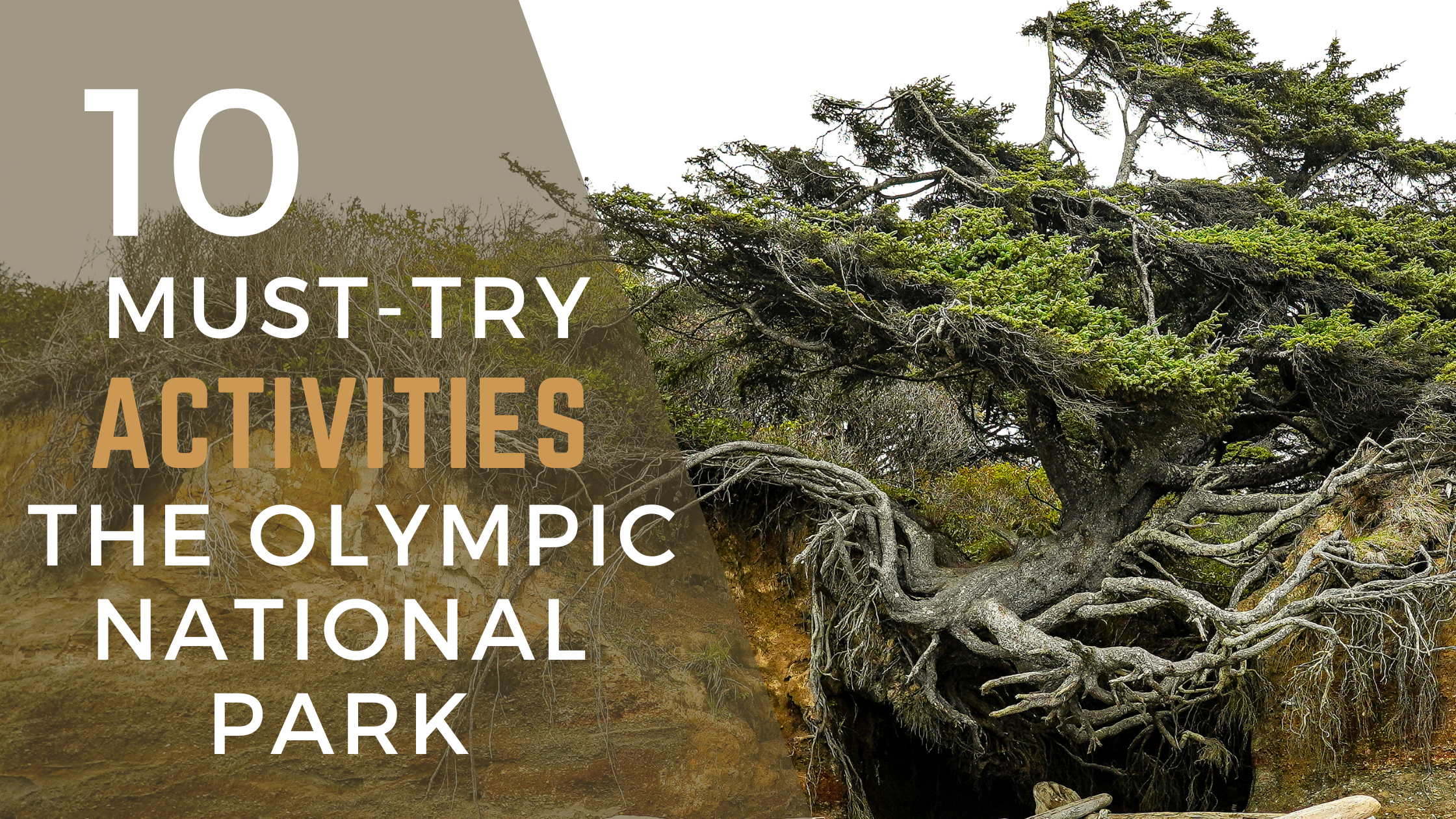 10 Must-Try Activities in the Olympic National Park