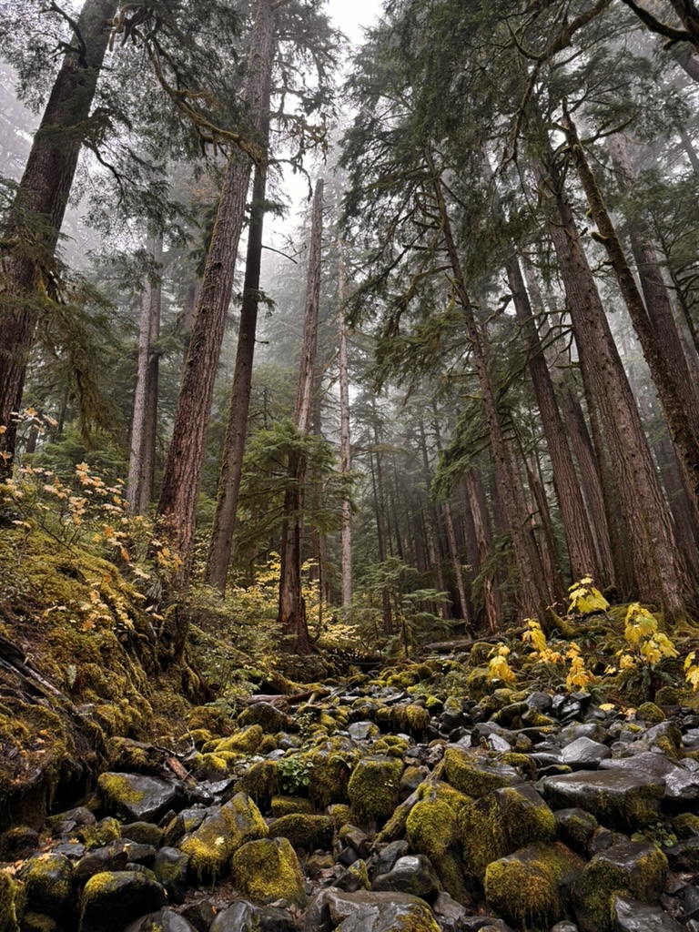 Forks, Washington