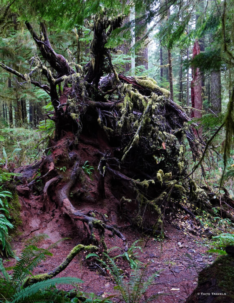 Quinault Rainforest