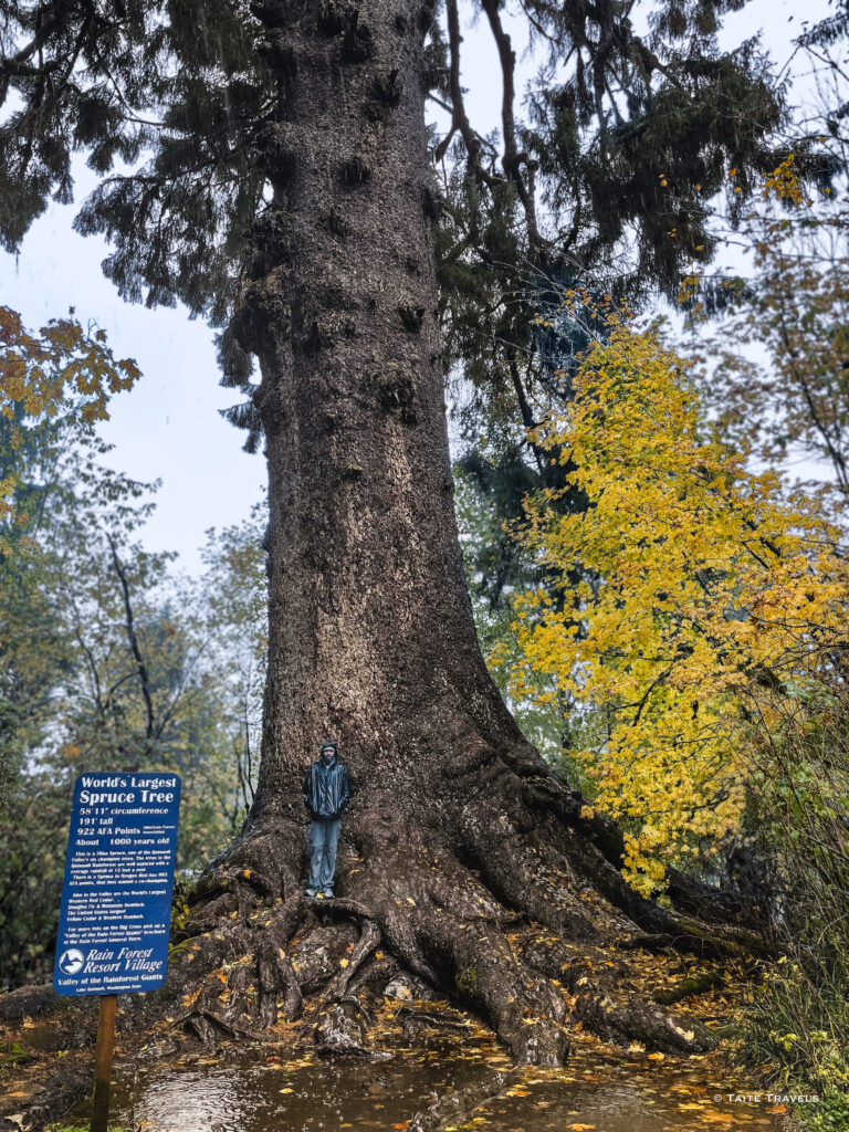 World's Largest Spruce Tree