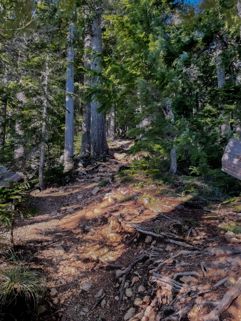 Established Trail on Mount Ellinor