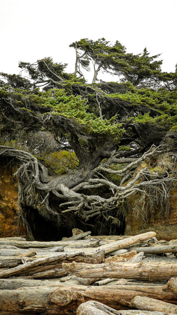 Tree of Life | Kalaloch Beach Washington