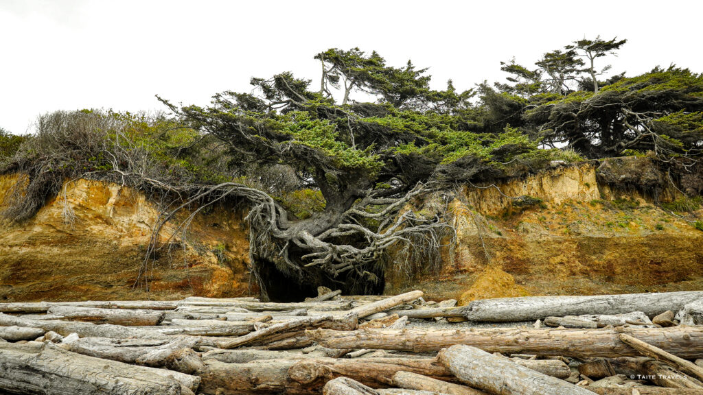 Tree of Life | Kalaloch Beach Washington