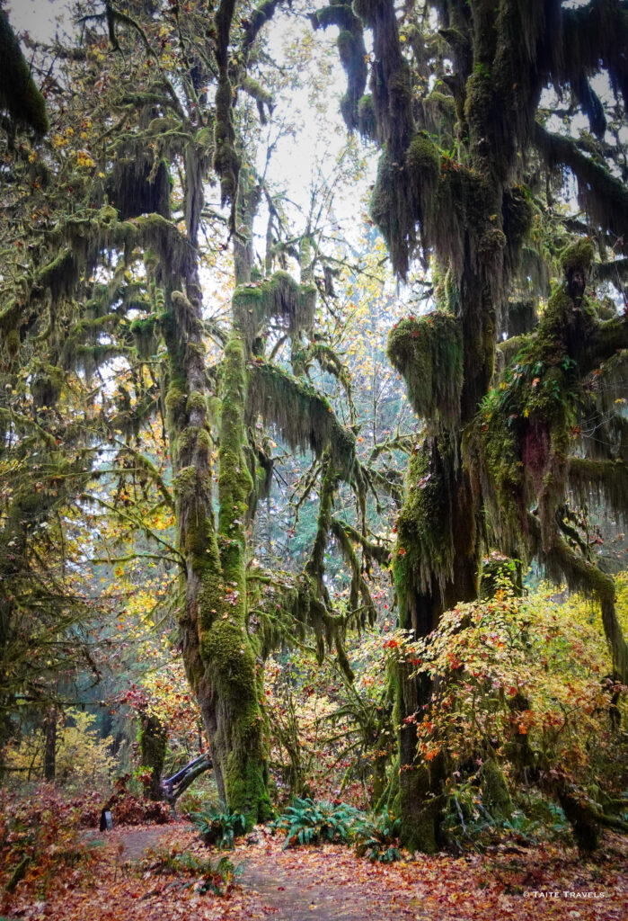 Hall of Mosses | Hoh Rainforest | Washington