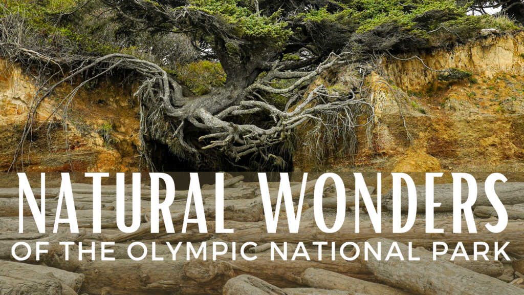 Natural Wonders in Olympic National Park