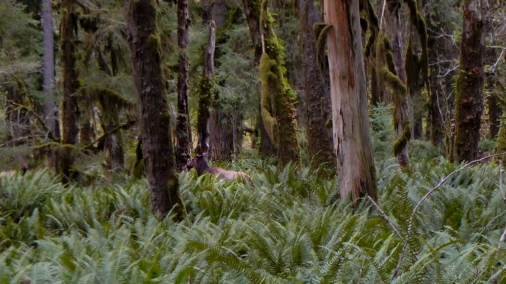 Elk in Quinault