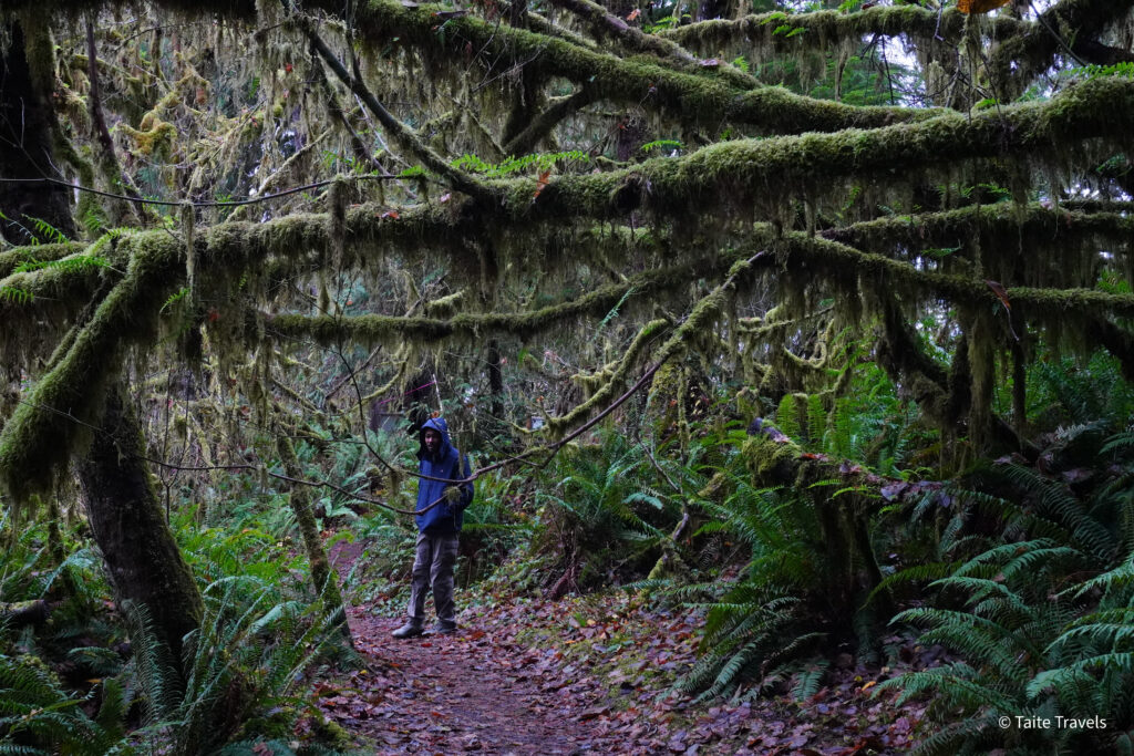 Quinault Rainforest