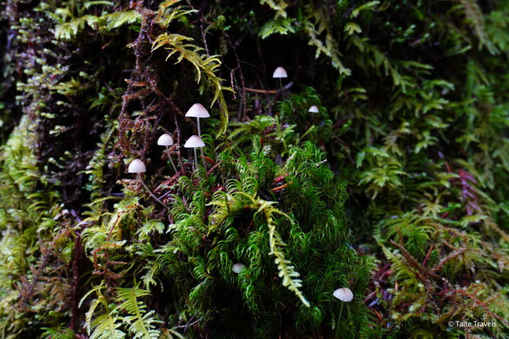 Quinault Rainforest