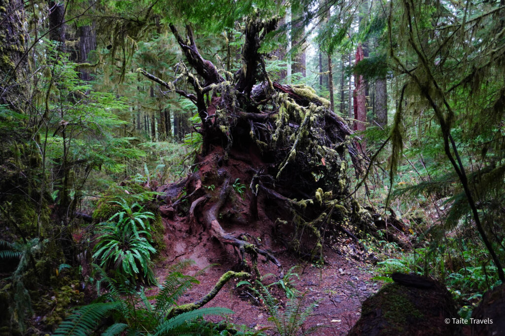 Quinault Rainforest