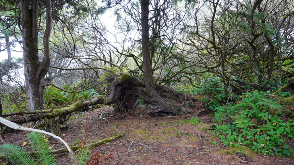 Kalaloch Beach Tree of Life