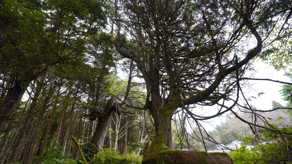 Kalaloch Beach Tree of Life