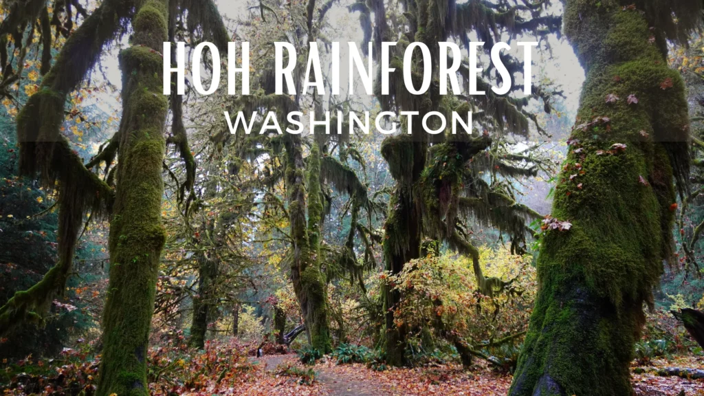 Hoh Rainforest