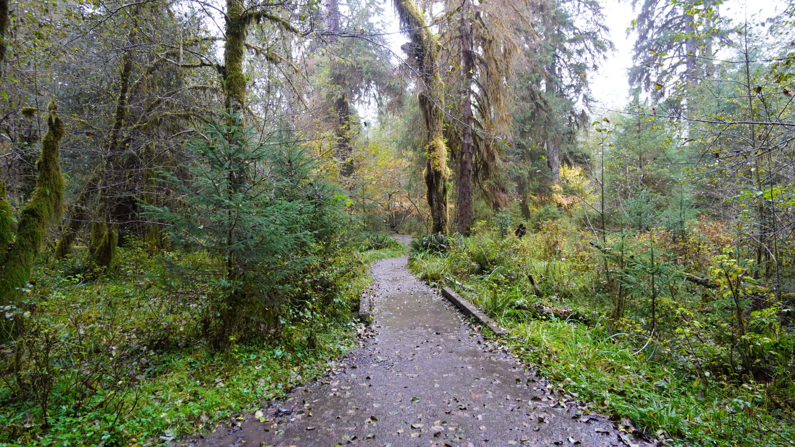 Hoh Rainforest Washington