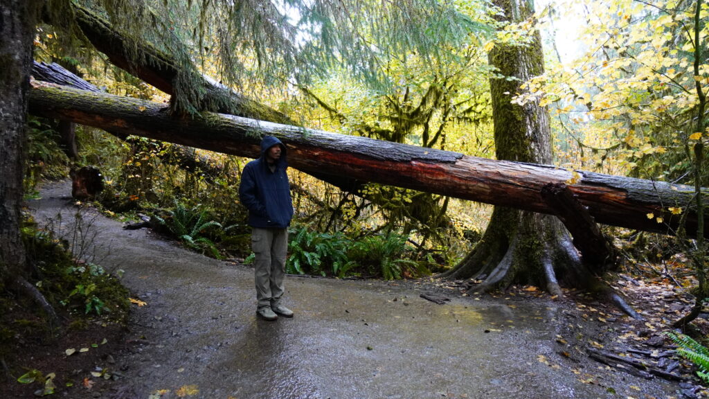 Hoh Rainforest Washington