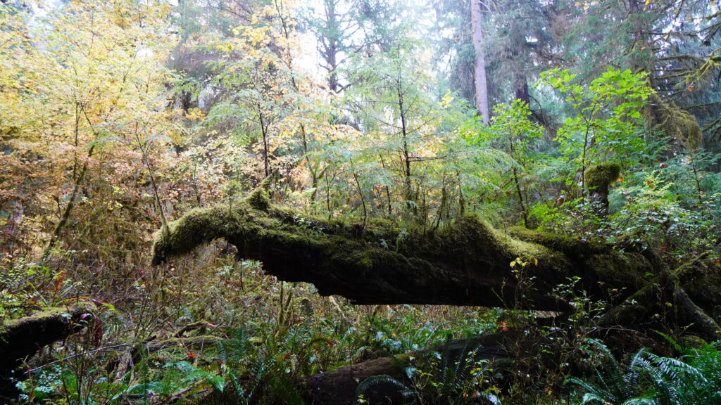 Hoh Rainforest Washington