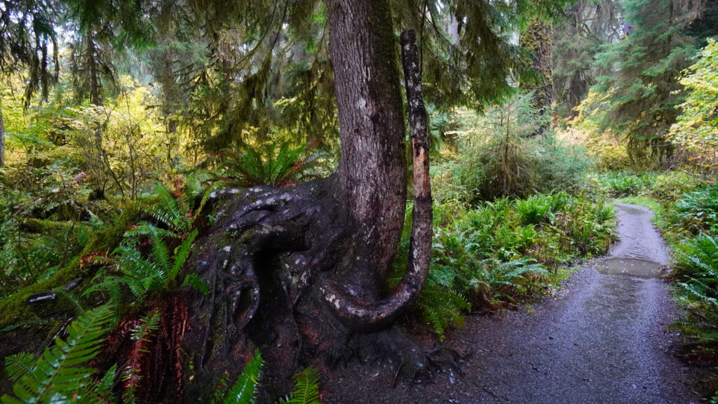 Hoh Rainforest Washington