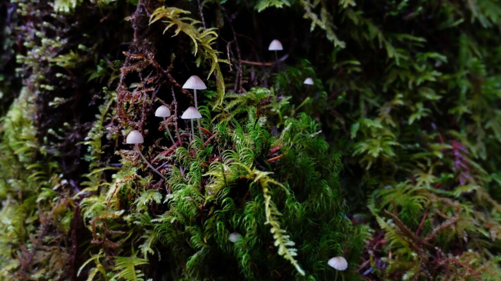 Quinault Rainforest, Washington