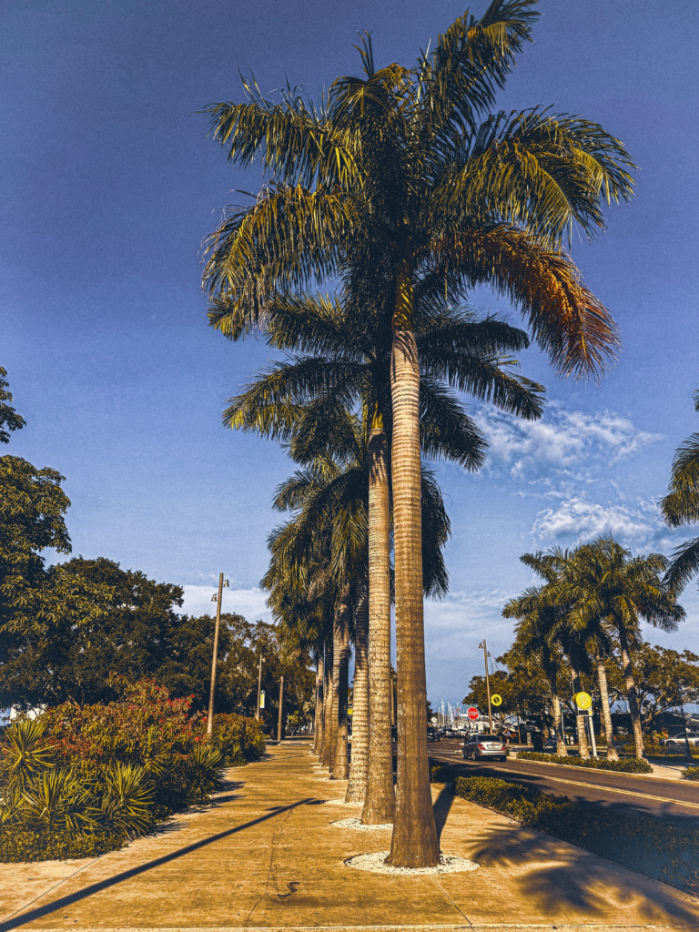 Palm Trees in St. Petersburg, Florida 2024