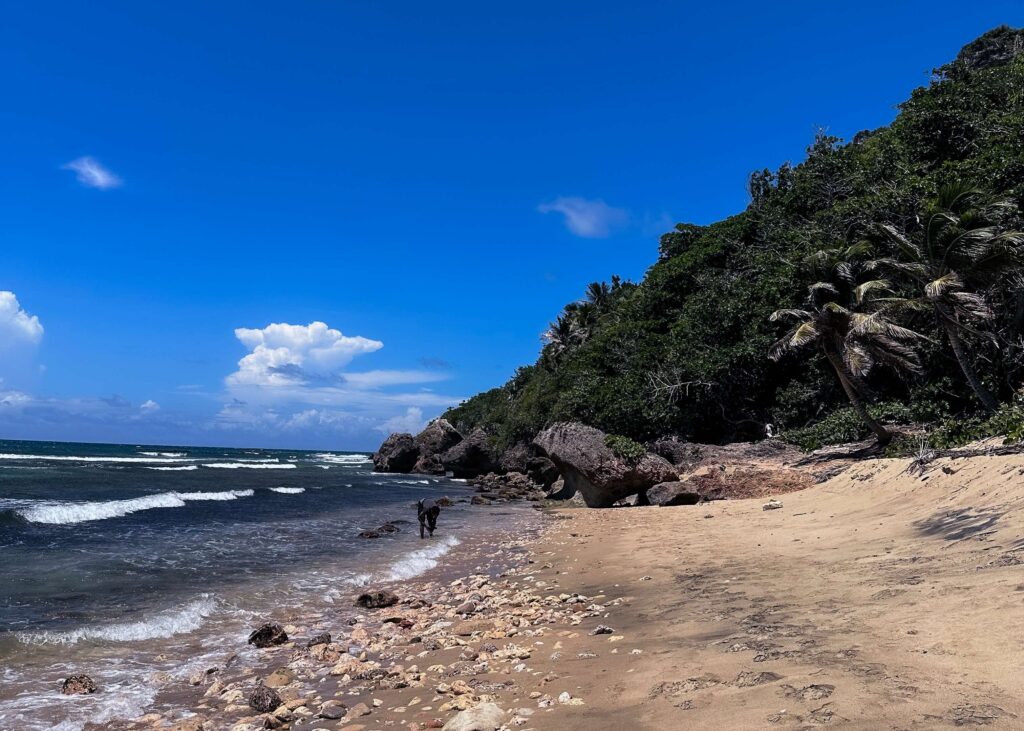 Survivor Beach Puerto Rico